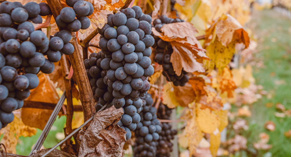 grape-varietals-02