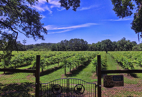 Charleston&rsquo;s Ultimate Bachelorette Guide