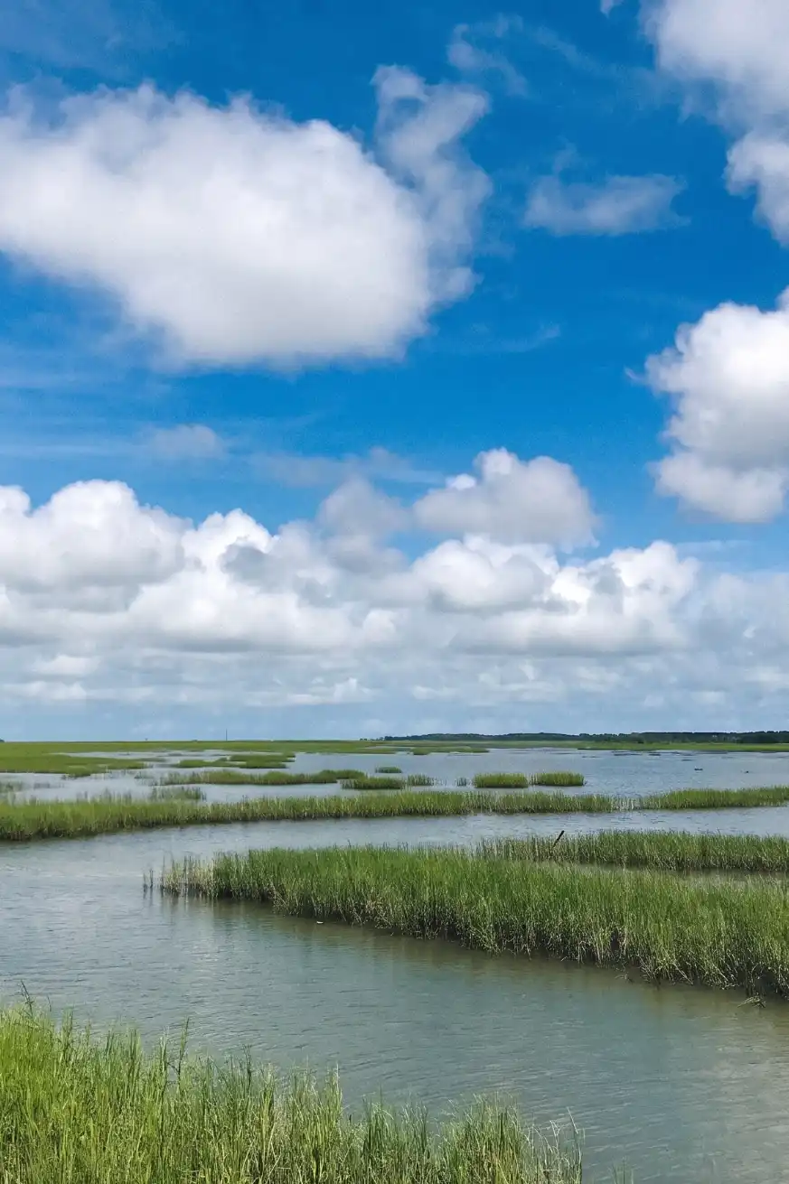Charleston Eco Tours 06