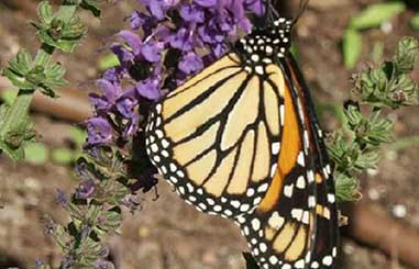 charleston-plantation-tours-02