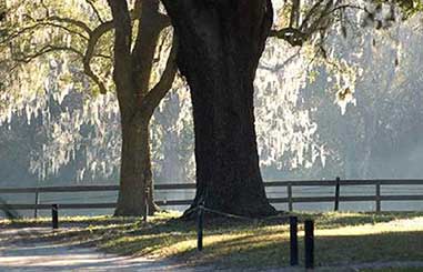 charleston-plantation-tours-03
