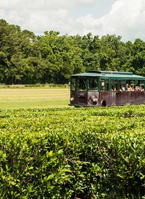Charleston Wine and Tea Tour