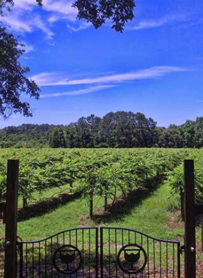 Charleston Wine and Tea Tour