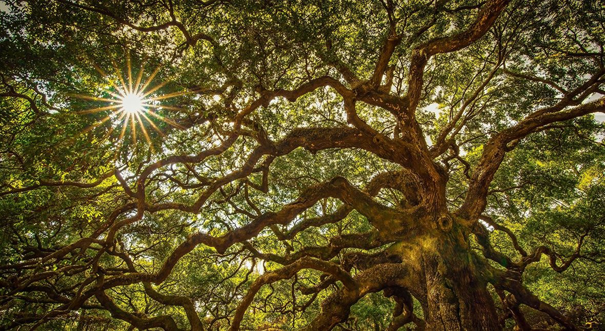 angel-oak-tree-5e9340fd image angel-oak-tree-5e9340fd