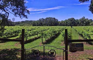 charleston-winery-tour-10-0a71938e Wine Tasting Tours in Charleston | Crafted Travel