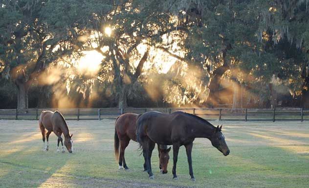 boone-hall-plantation-tour-48d7ebbf Charleston Tours | Crafted Travel