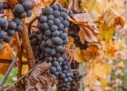 grape-varietals-02-6c12c9b0 Charleston’s Spirited History: Alcohol Through the Ages