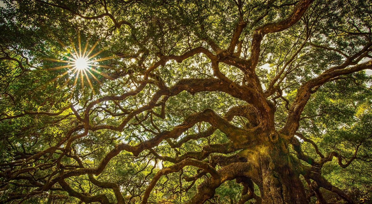 angel-oak-tree-f32991e2